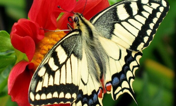 A-Papilio-machaon-butterfly-1.jpg