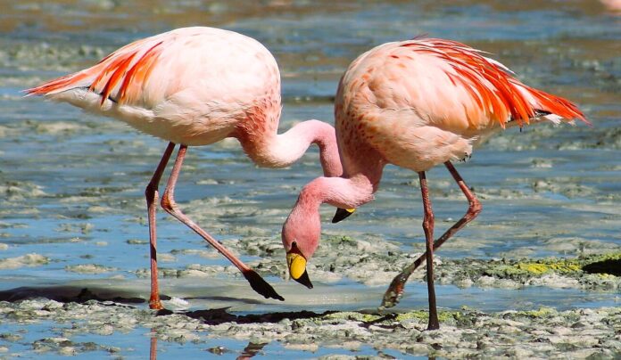 Flamingos_Laguna_Colorada.jpg